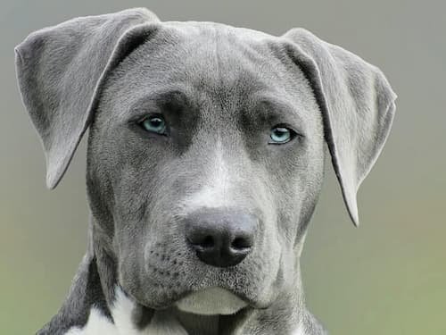 Are all puppies born with blue eyes?
A close-up photo of a cute dog with piercing blue eyes and floppy ears, looking directly at the camera with a friendly expression.