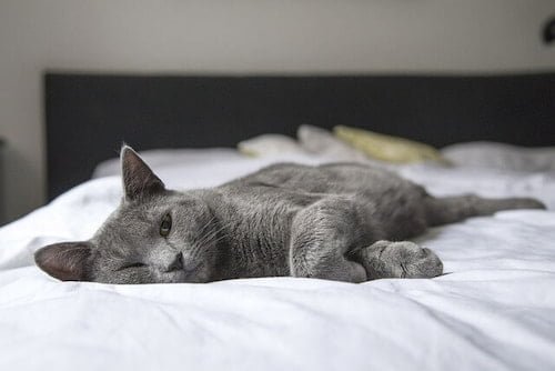 A greyish cat is lying on the bed relaxing and enjoying itself