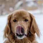 A dog with its tongue out in the snow.