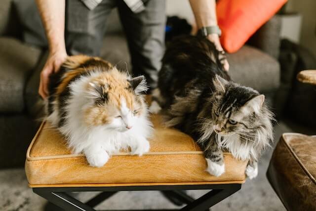 An owner pettifies two cats while they rest on the couch.
Why do cats like butt pats.