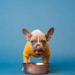 Can dogs eat cream of wheat