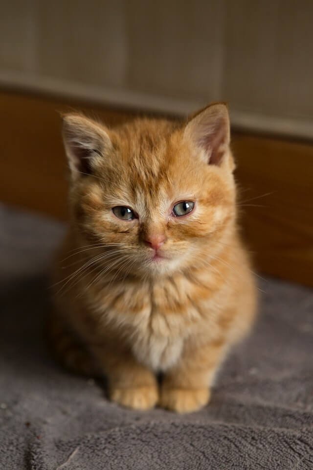 A cute orange tabby cat is sitting and staring at the camera.