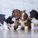 Are all puppies born with blue eyes?
