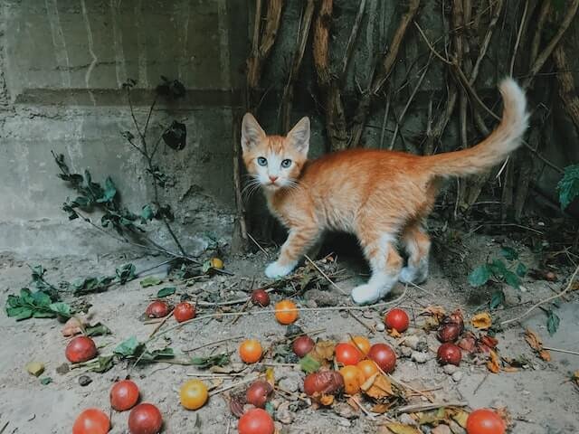 Why do cats like the pspsps sound? An alert white and orange cat looks ahead with its tail up