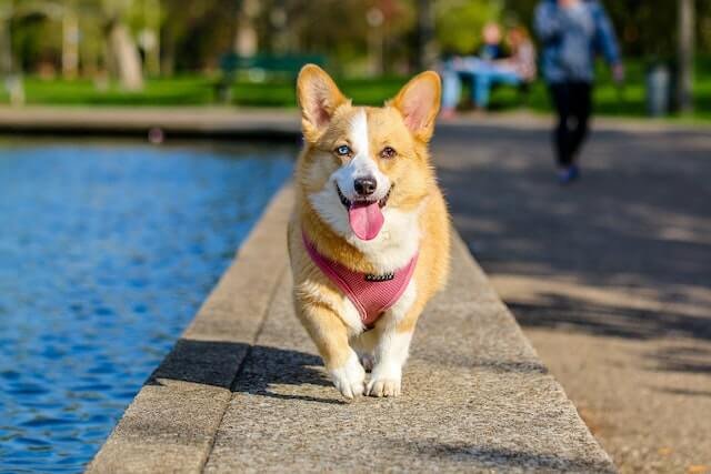 Can dogs breathe through their mouth?
Blue and red-eyed dog running with his tongue out.