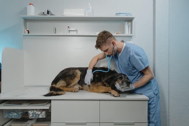 Can dogs breathe through their mouth?
An examination of a dog is performed by a veterinarian.