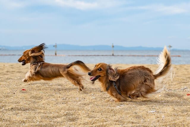 Are long haired dachshunds hypoallergenic? Two playful dachshunds, with long bodies and short legs, run side by side on the sandy beach with big grins on their faces. The waves from the ocean crash in the background, adding to the excitement of their beach adventure.