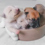 Are all puppies born with worms