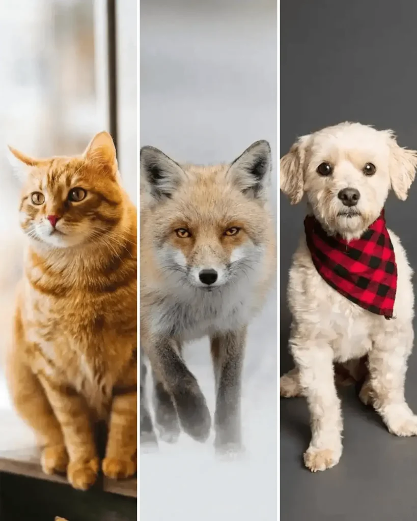 Are Foxes Closer to Dogs or Cats? Dog, fox, and cat together in a picture.