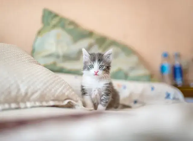 An adorable kitten sits on a bed.