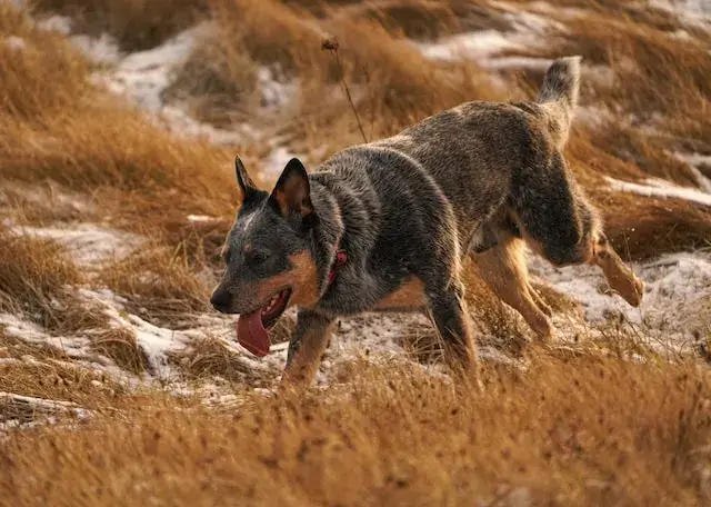 Are Australian Cattle Dogs aggressive? An Australian Cattle Dog is wandering around with its tongue hanging out.