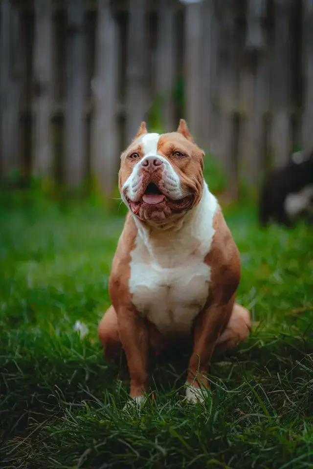 Are American Bullies Aggressive? Brown American Bully Sitting on a Grass Field

