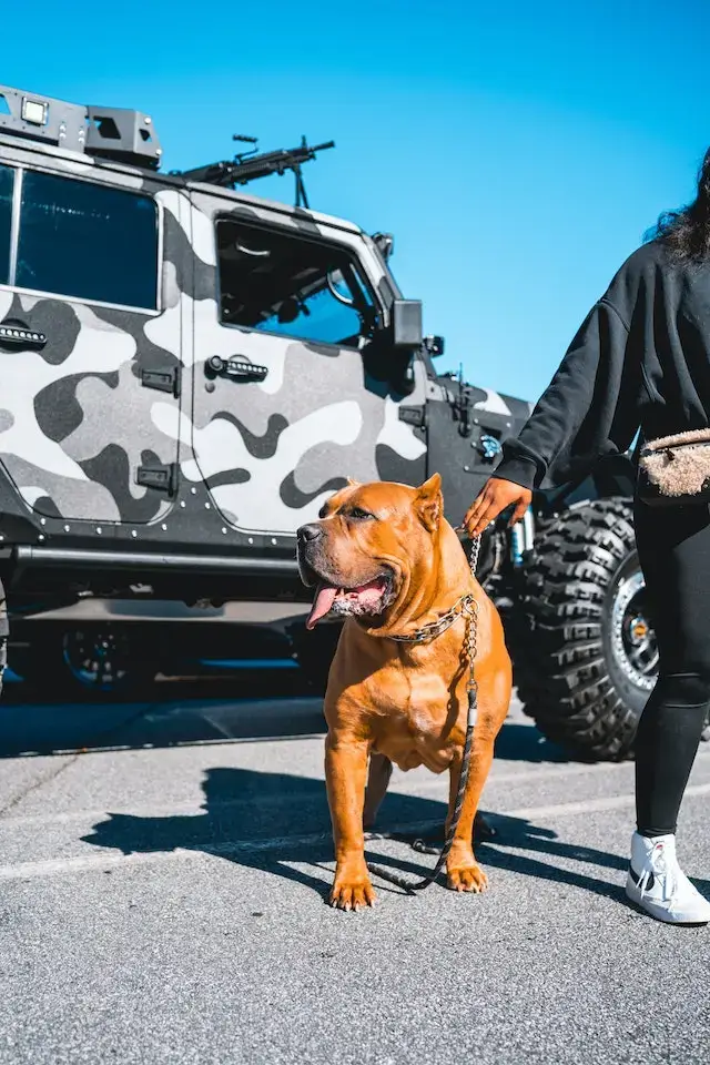 Are American Bullies Aggressive? Person Holding a Dog Chain Collar of an American Bully
