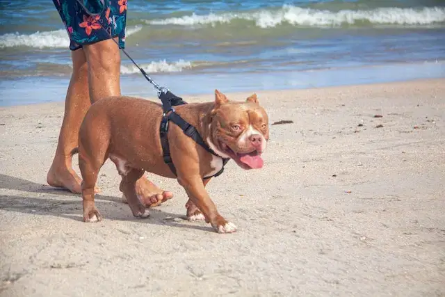 Are American Bullies Aggressive? An American Bully Walking on the Shore of the Beach
