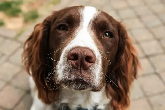 Are Cocker Spaniels Aggressive? Close-Up Shot of a Cocker Spaniel