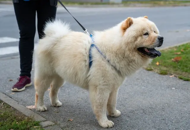 Are Chow Chows Aggressive? A white chow chow out for a walk with its owner.