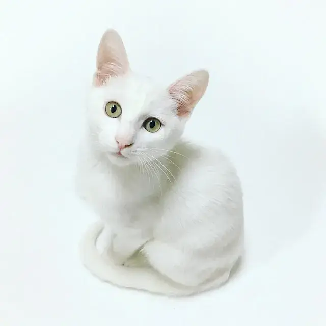 Is Fabuloso Safe For Cats? It's a cute little white cat sitting there staring at you