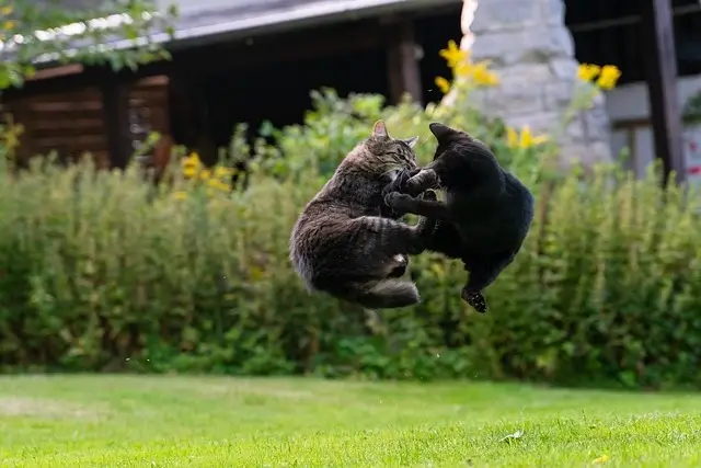 Can cats kill each other? Two cats fighting. 