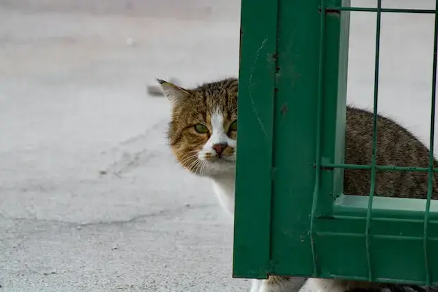 A cat sitting behind the fence.
