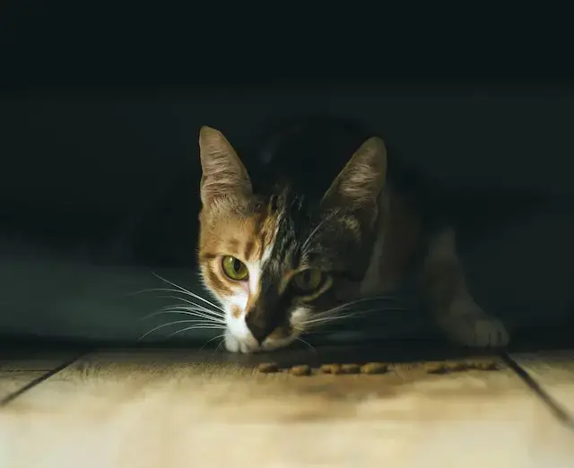 An image of a cat eating its food in the darkness.