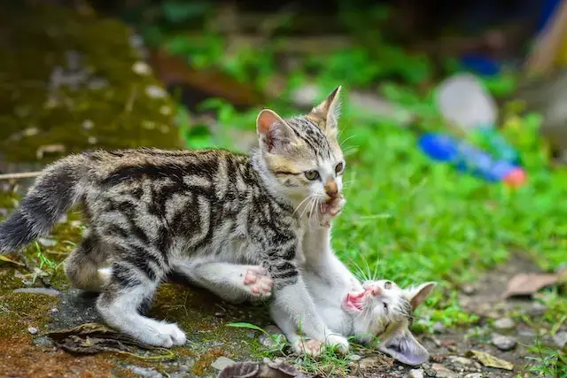 Can cats kill each other
