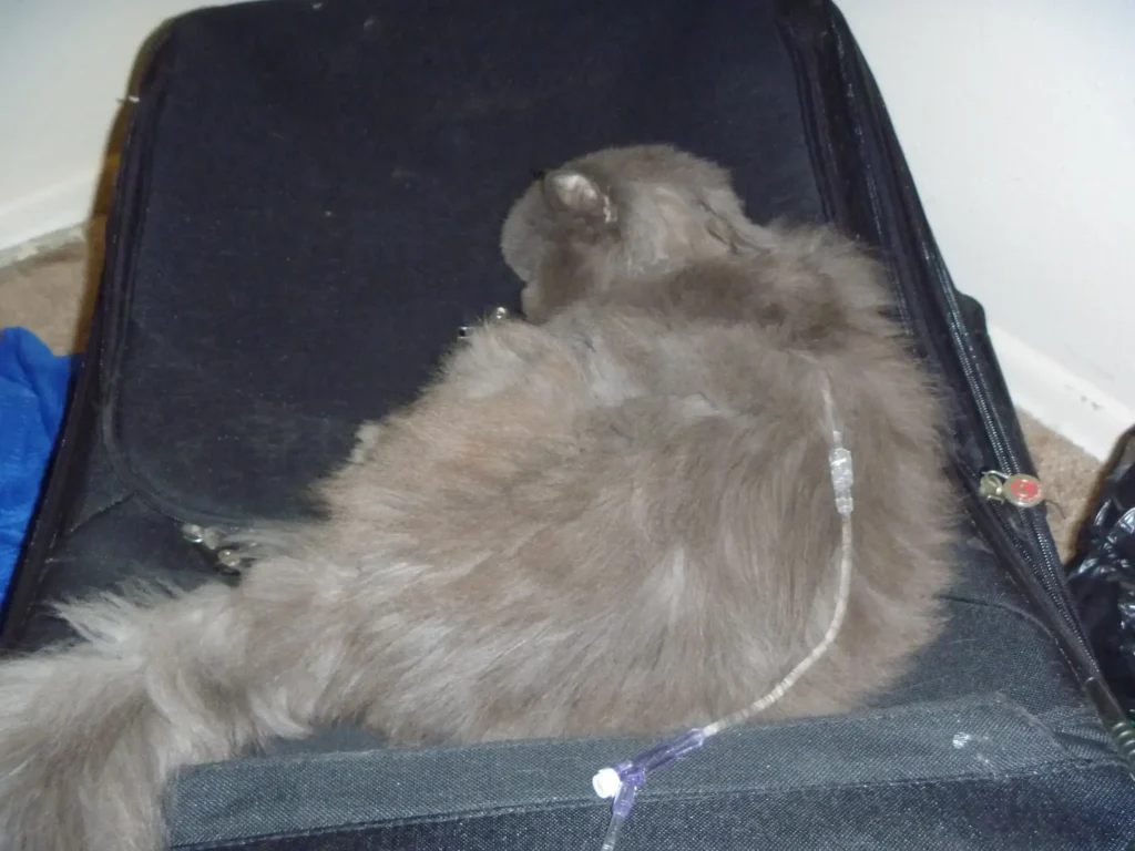 The cat is on subcutaneous fluids
