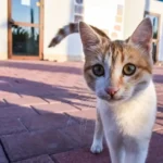 Are stray cats friendly