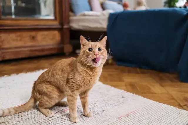 Orange Tabby Cat With Tongue Out
