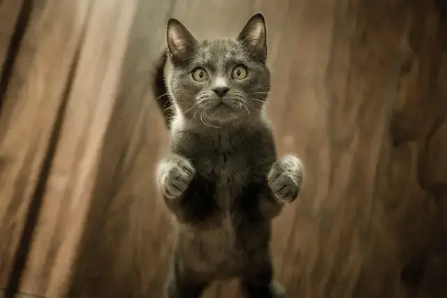 Cute Gray Kitten standing on a Wooden Flooring
