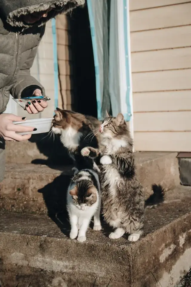 Black and White Bicolor Cat