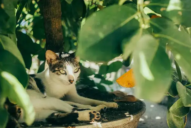 Cat Lying by Tree and Leaves
