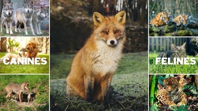 Are foxes canines or felines? Comparison photo of a fox with canines and felines