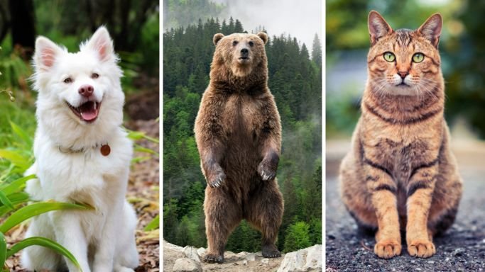 Are bears closer to dogs or cats? A picture of a dog, a cat, and a bear in the front view