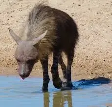 Brown hyena drinking water.