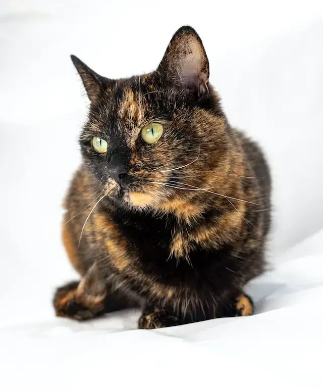 Tortoiseshell Cat in Close-up Photography
