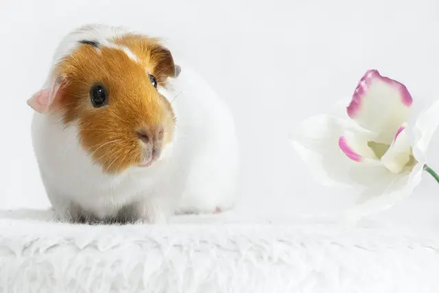 Close-Up Shot of a Guinea Pig