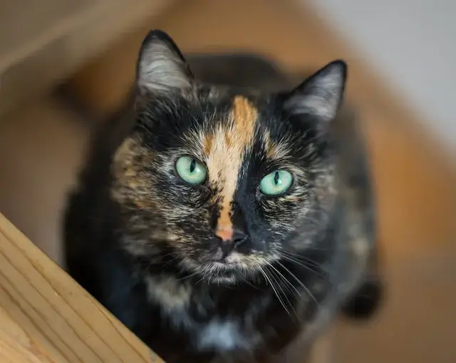 Close Up Photo of a Tortoiseshell Cat
