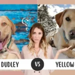 Dudley Lab vs Yellow Lab