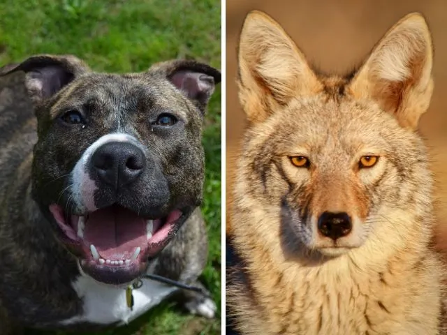 Pitbull vs Coyote