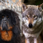 Tibetan Mastiff vs. Wolf: Strengths & Weaknesses